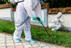 شركة مكافحة حشرات بالقطيف